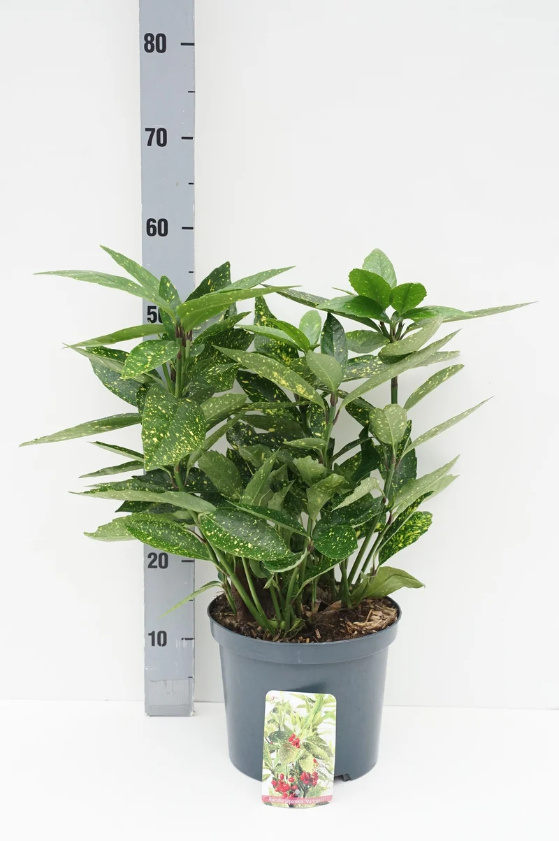 Aucuba japonica 'Variegata' C5 (5 liters kruka) 30-35 cm