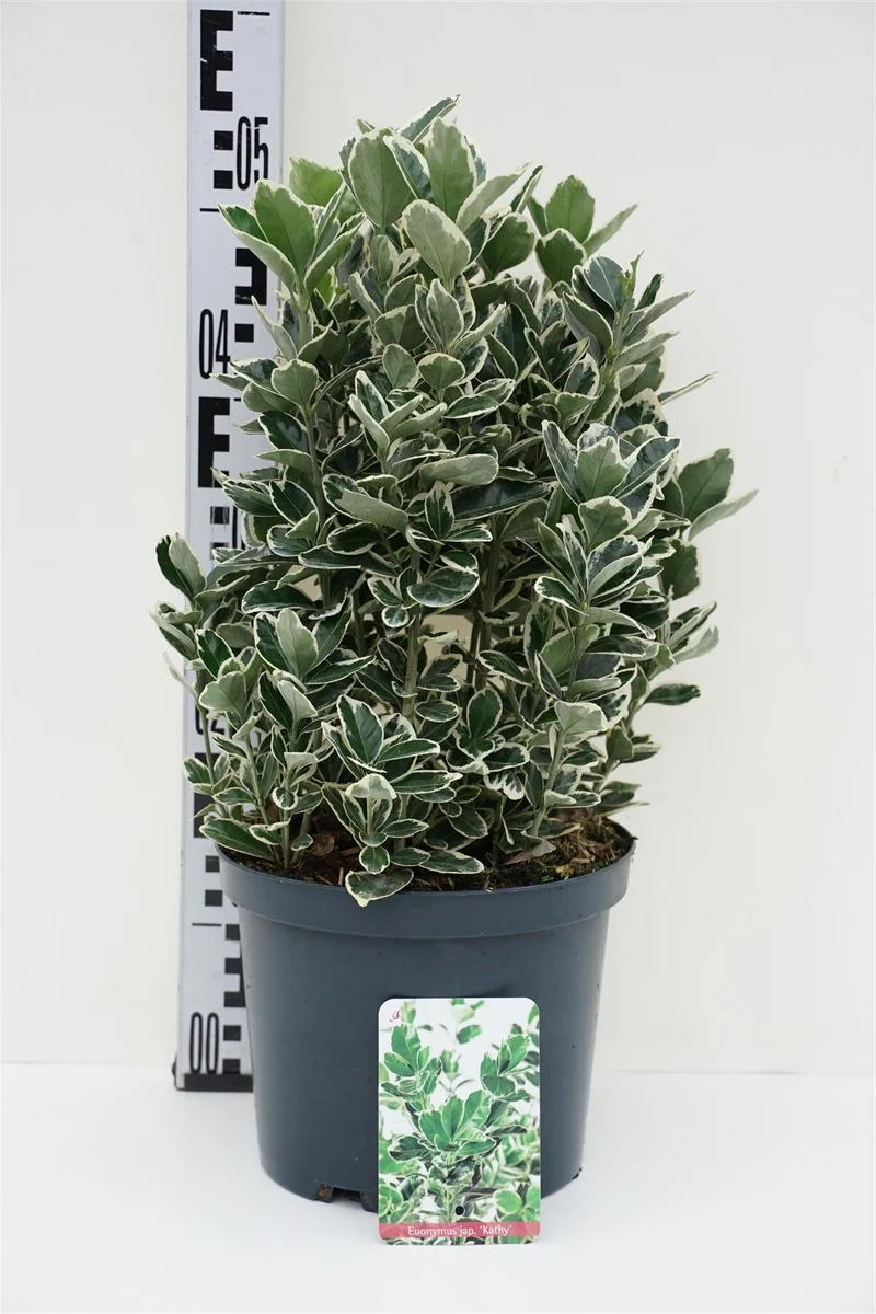 Euonymus jap. 'Kathy' C5 (5 liters kruka) 30-35 cm
