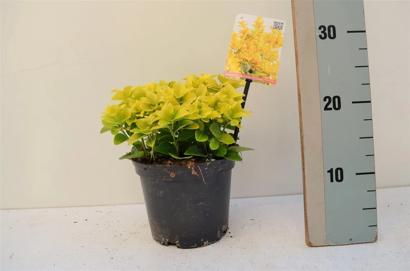 Euonymus jap. 'Annies Spring'® C5 (5 liters kruka) 30-35 cm