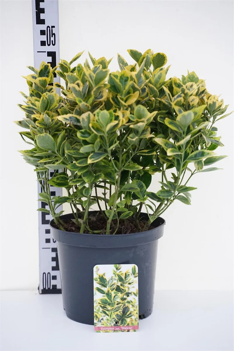 Euonymus jap. 'Marieke' C5 (5 liters kruka) / 23 cm kruka 30-35 cm