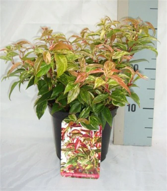 Leucothoe f. 'Makijaz' C2 (2 liters kruka) / 17 cm kruka 25-30 cm
