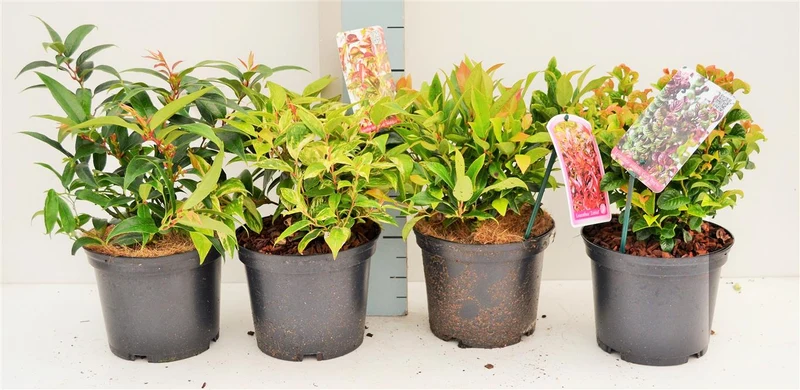 Leucothoe i olika sorter C2 (2 liters kruka) 25–30 cm