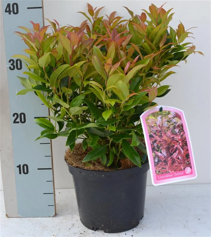 Leucothoe 'Zeblid' C2 (2 liters kruka) 25–30 cm