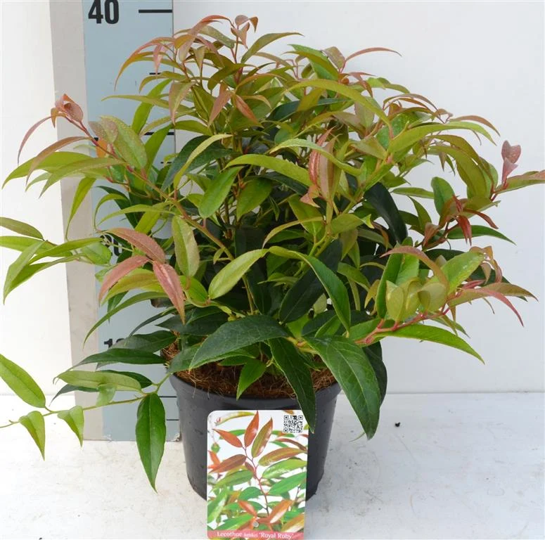 Leucothoe keiskei 'Royal Ruby' C2 (2 liters kruka) 25-30 cm