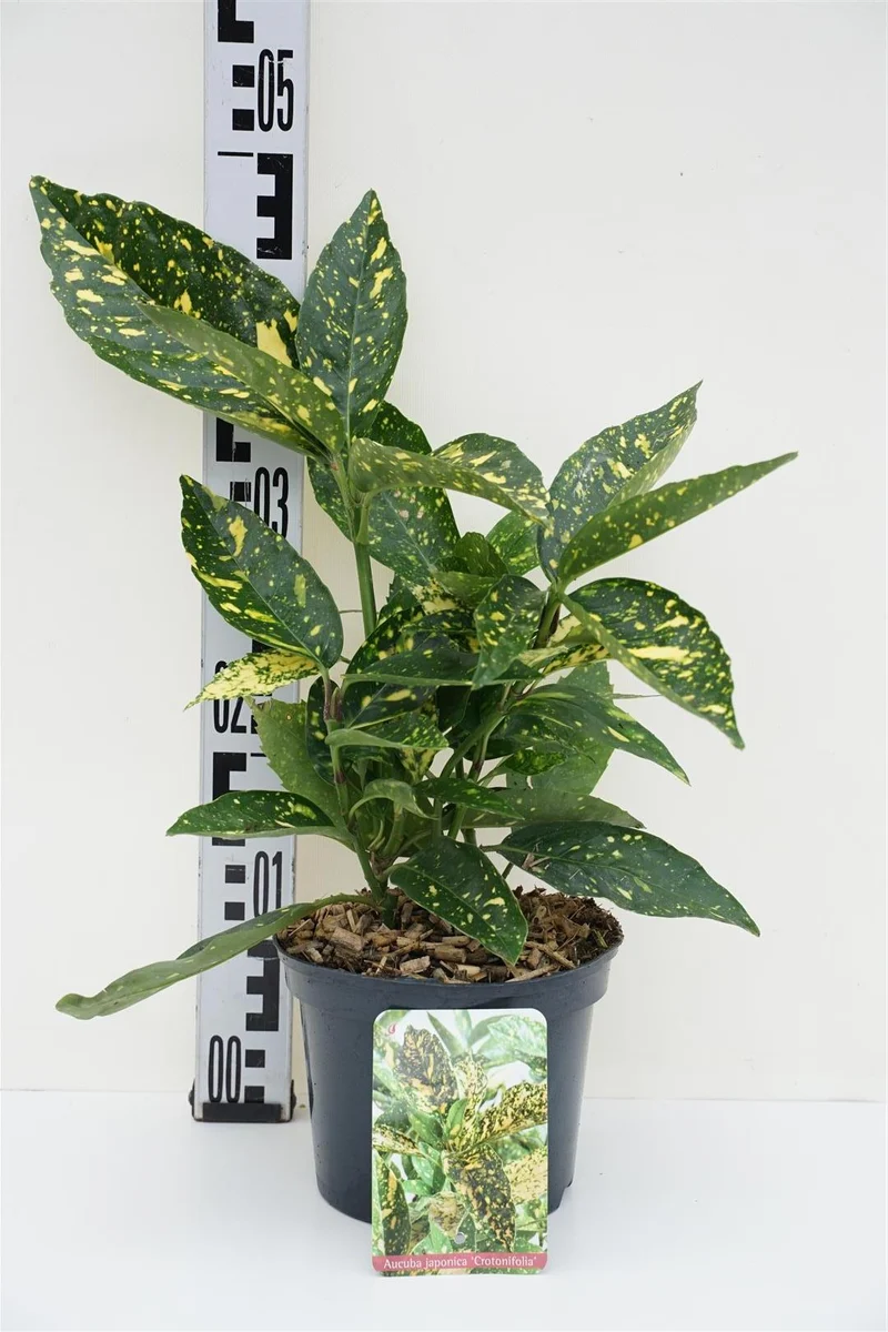 Aucuba japonica 'Crotonifolia' C2 (2 liters kruka) 30-35 cm