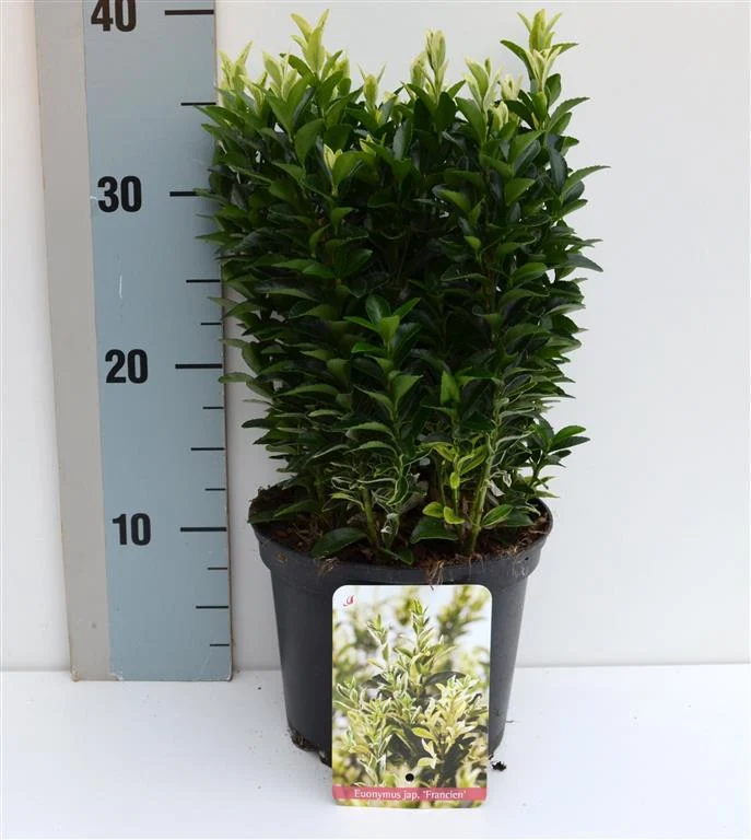 Euonymus japonicus 'Francien' C2 (2 liters kruka) 20-25 cm