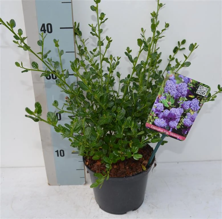 Ceanothus imp. 'Victoria' C2 (2 liters kruka) 25-30 cm