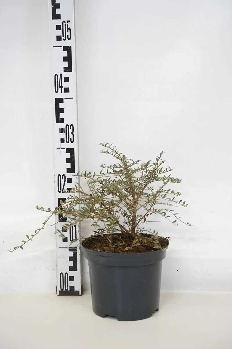 Lonicera nit. 'Silver Beauty' 20-25 cm, C2 (2 liters kruka) / 17 cm kruka