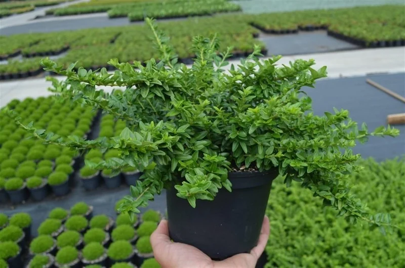 Lonicera nitida 'Maigrun' C2 (2 liters kruka) 20-25 cm