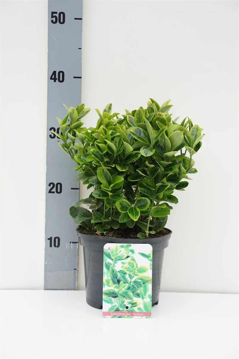Euonymus jap. 'Aureus' C2 (2 liters kruka) / 17 cm kruka 20-25 cm