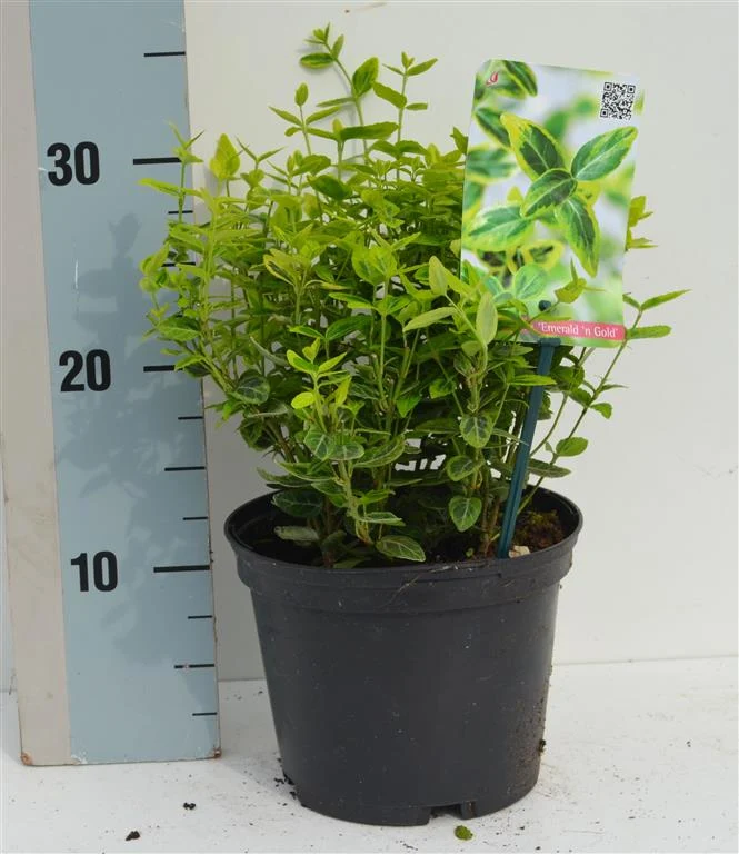 Euonymus fort. 'Emerald 'n 'Gold' C2 (2 liters kruka) 20-25 cm