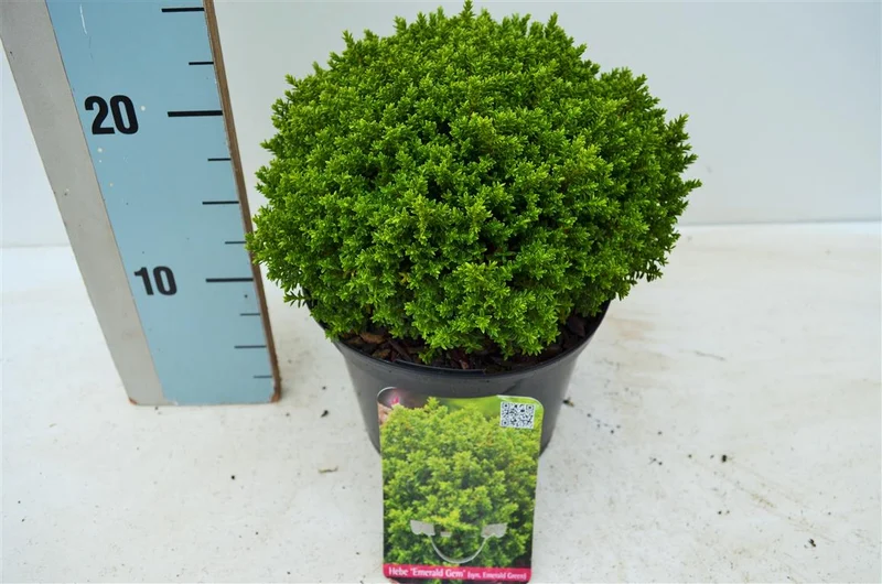 Hebe 'Emerald Green' C2 (2 liters kruka) 15-20 cm