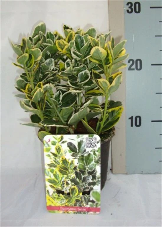 Euonymus jap. 'Twins' C1 (1 liters kruka) / 13 cm kruka 15-20 cm