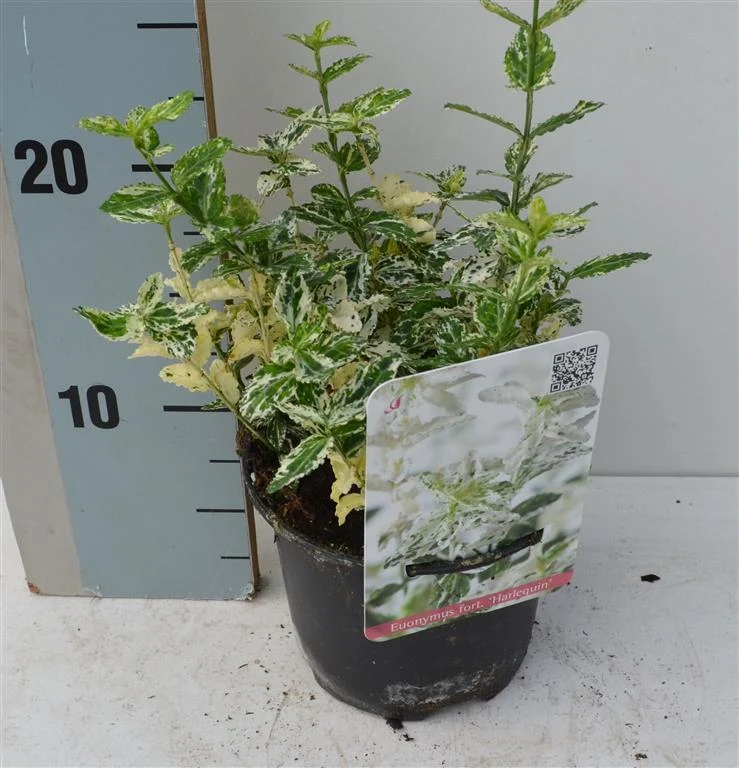 Euonymus fort. 'Harlequin' C1 (1 liters kruka) / 13 cm kruka 15-20 cm