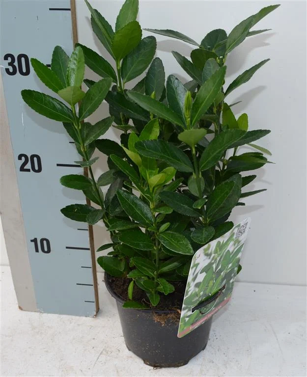 Euonymus japonicus 15-20 cm (C1 / 13 cm kruka)