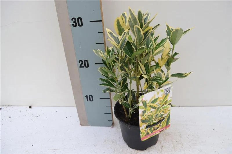 Euonymus jap. 'Bravo' C1 (1 liters kruka) / 13 cm kruka 15-20 cm