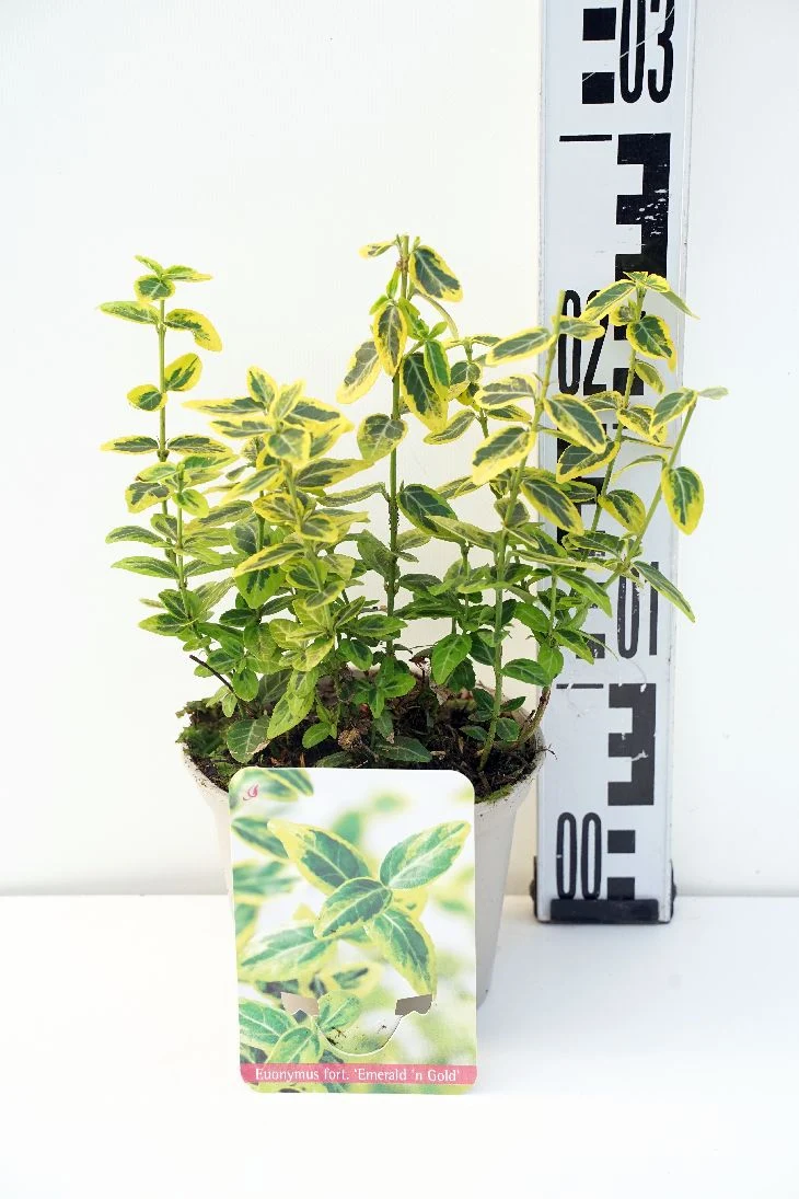 Euonymus fortunei 'Emerald 'n Gold' C1 (1 liters kruka) 15-20 cm