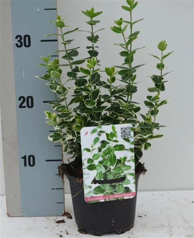 Euonymus fortunei 'Emerald Gaiety' C1 (1 liters kruka) 15-20 cm