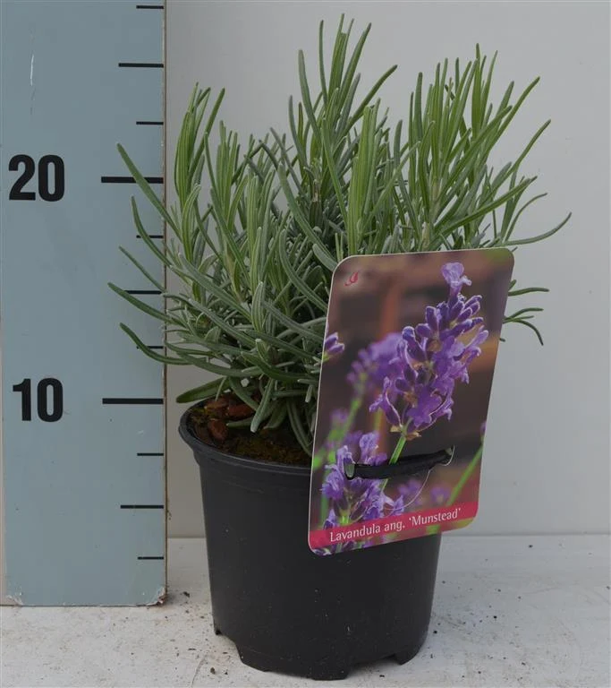 Lavandula ang. 'Munstead' C1 (1 liters kruka) 15-20 cm