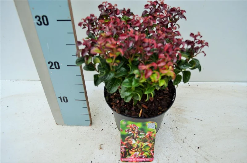 Leucothoe axil. 'Twisting Red' C2 (2 liters kruka) 25-30 cm