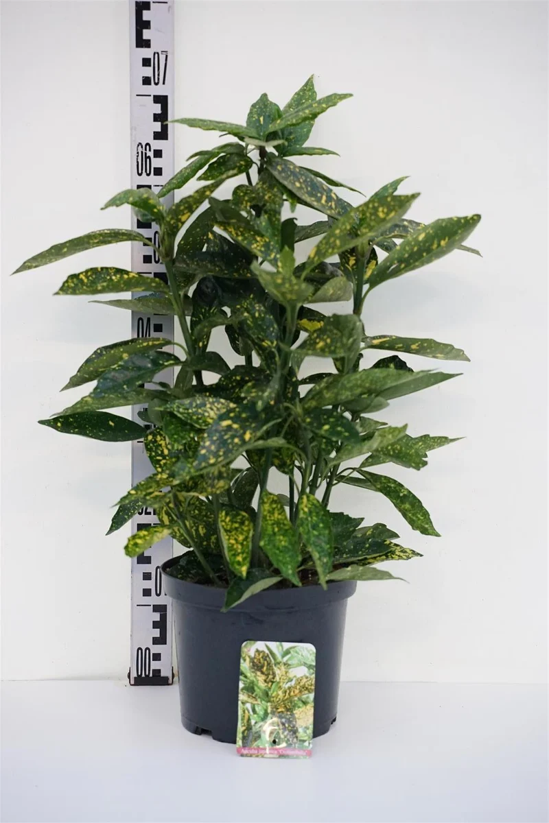 Aucuba japonica 'Crotonifolia' C5 (5 liters kruka) 30-35 cm