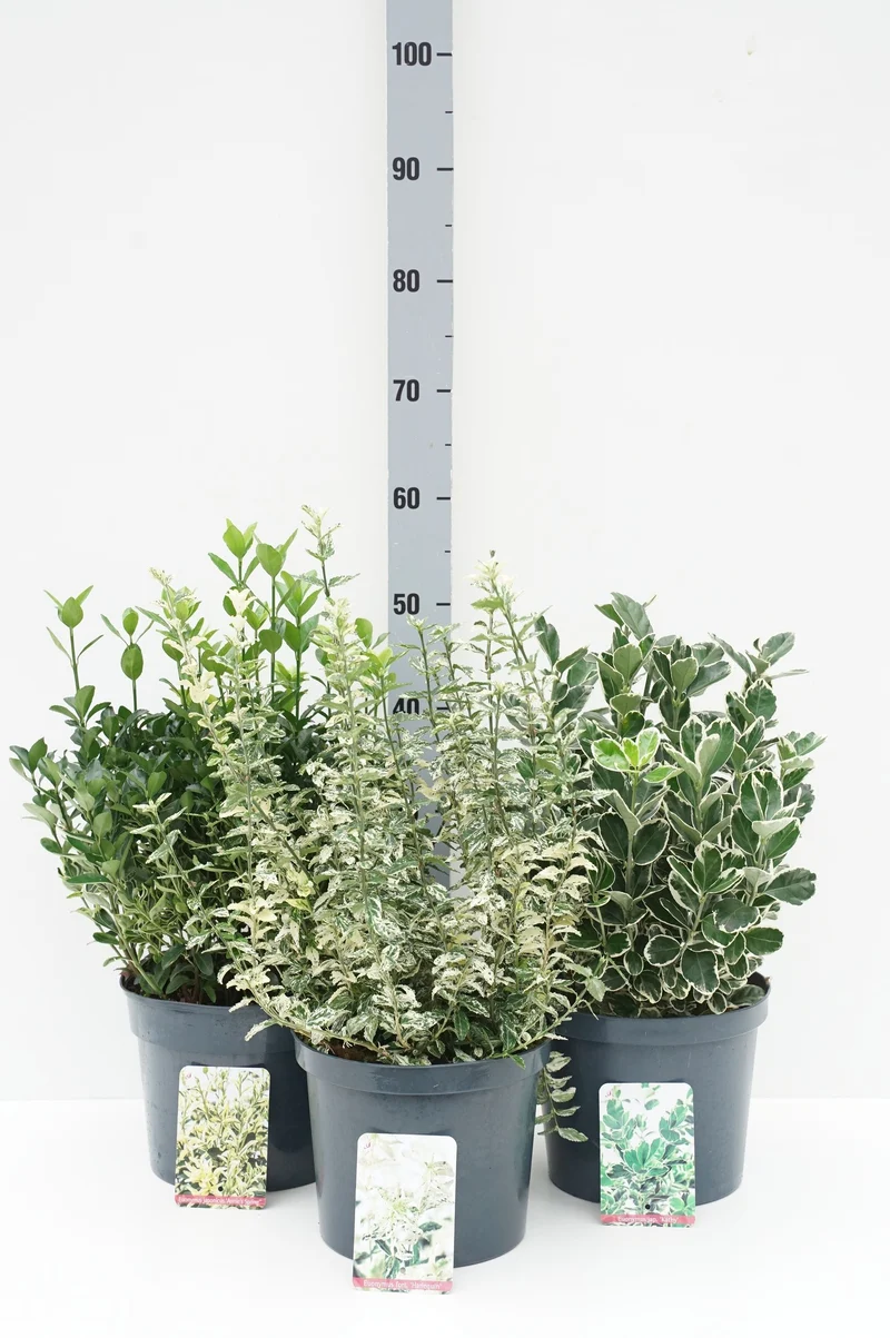 Euonymus fort. 'Mix' C5 (5 liters kruka) 30-35 cm
