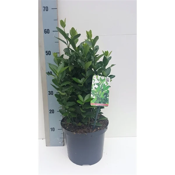 Euonymus japonicus C5 (5 liters kruka) / 23 cm kruka 30-35 cm