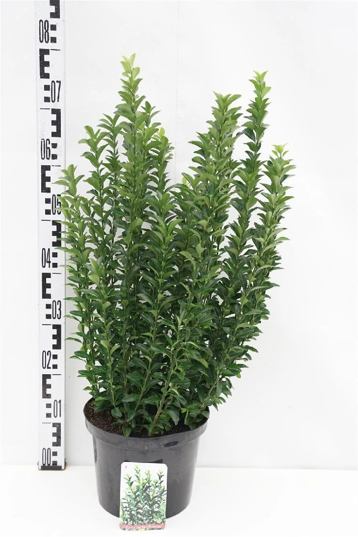 Euonymus japonicus 'Microphyllus Pulchellus' C5 (5 liters kruka) 30-35 cm