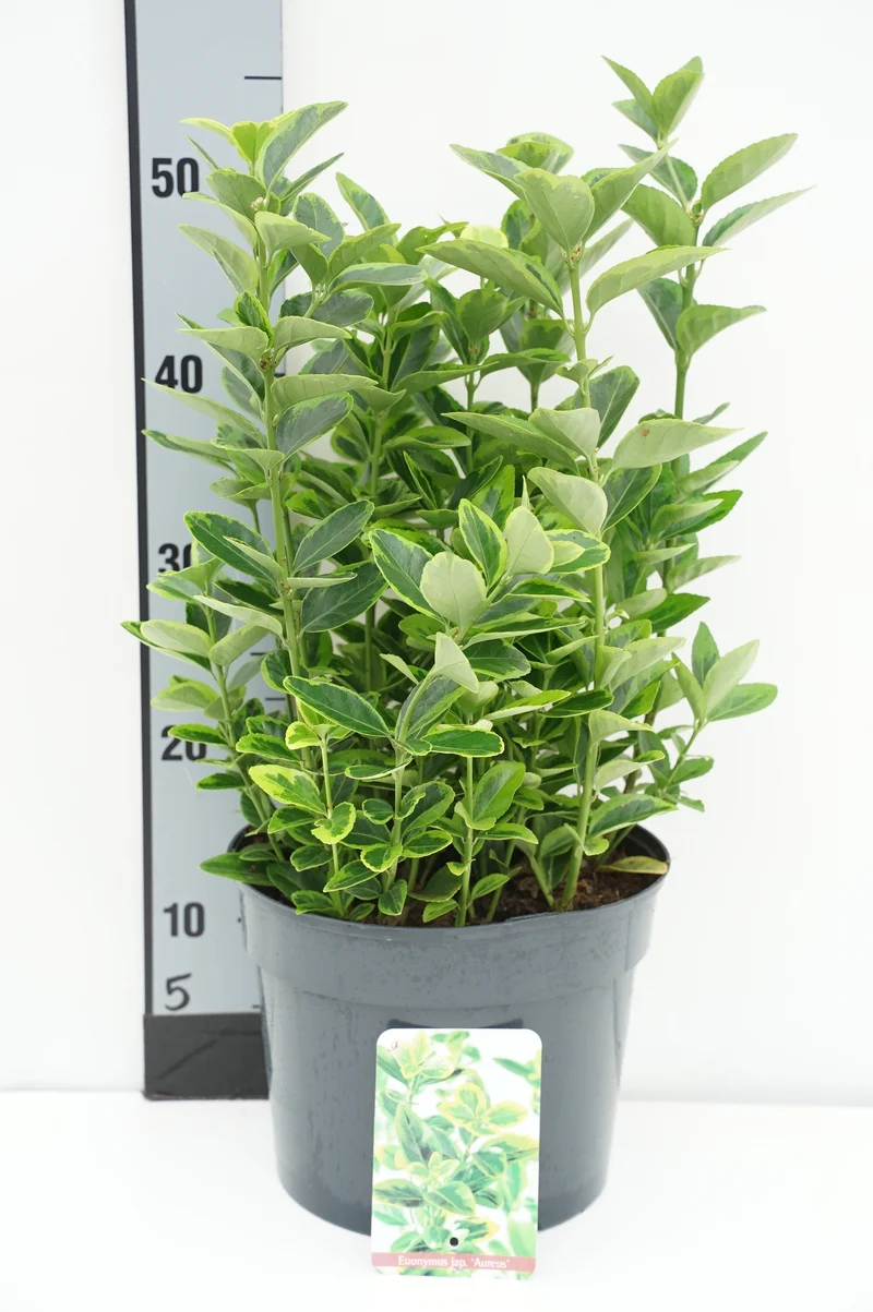 Euonymus jap. 'Aureus' 30-35 cm, C5 (5 liters kruka)
