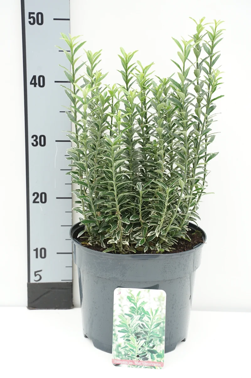 Euonymus japonicus 'Microphyllus Albovariegatus' C5 (5 liters kruka) 25-30 cm