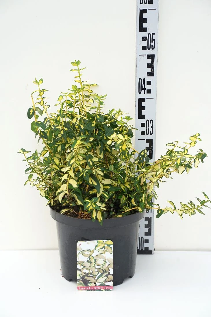 Euonymus fort. 'Blondy' C5 (5 liters kruka) 25-30 cm