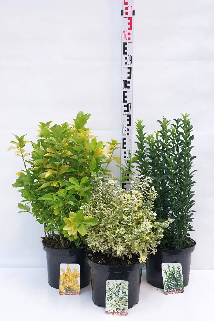 Euonymus fortunei 'Mix' C5 (5 liters kruka) 25-30 cm