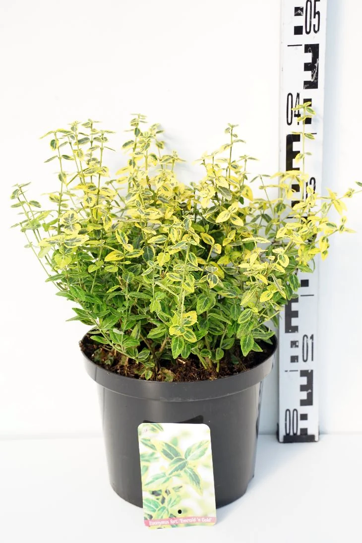 Euonymus fort. 'Emerald 'n 'Gold' C5 (5 liters kruka) 25-30 cm