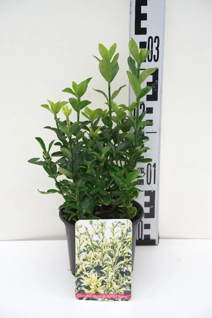 Euonymus jap. 'Annies Spring'® C1 (1 liters kruka) / 13 cm kruka 15-20 cm