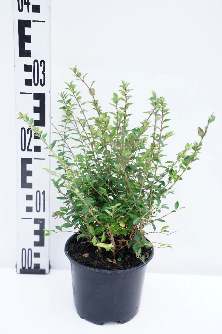 Lonicera nit. 'Maigrun' C1/P13 (13 cm kruka) 15-20 cm