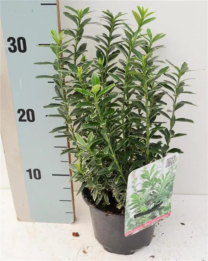 Euonymus jap. 'Micr. Albovar.' C1 (1 liters kruka / 13 cm kruka) 15-20 cm