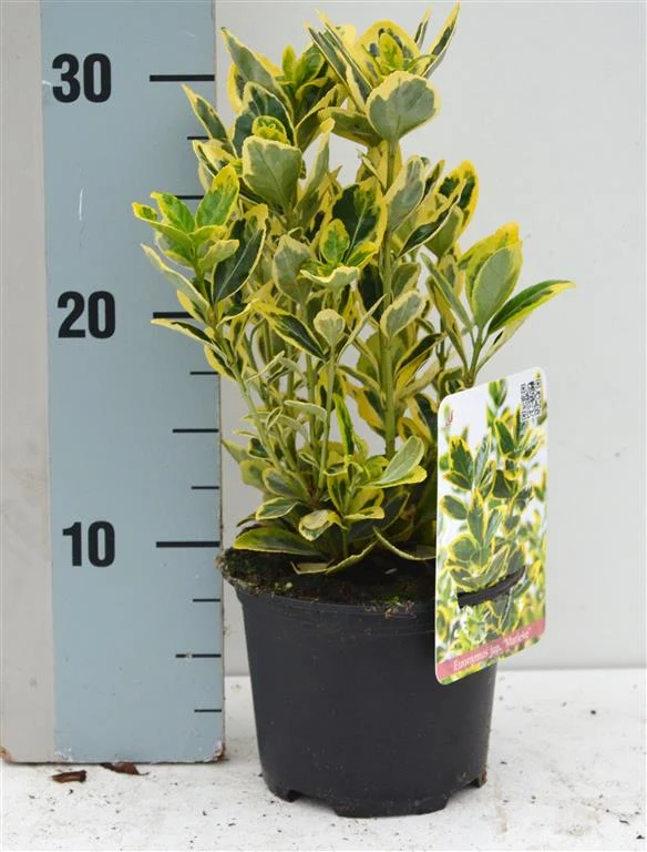 Euonymus jap. 'Marieke' C1 (1 liters kruka) / 13 cm kruka 15-20 cm