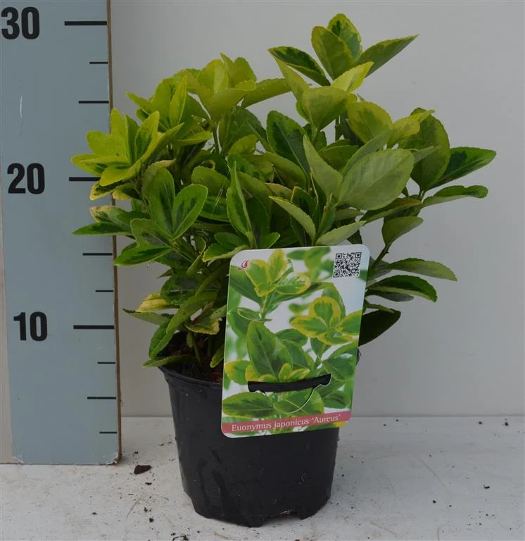 Euonymus jap. 'Aureus' C1 (1 liters kruka) 15-20 cm