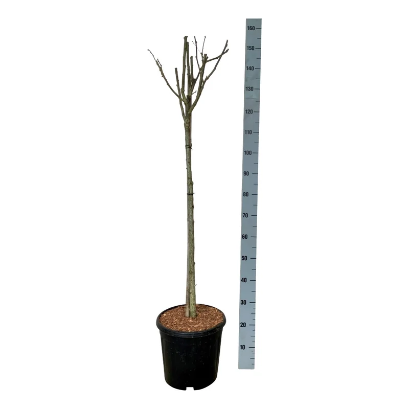 Hibiscus syriacus 'Woodbridge' 90 cm stam C15 (15 liters kruka)