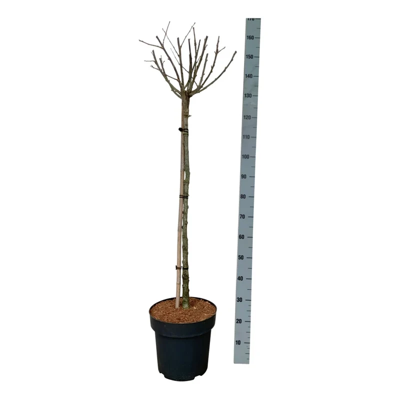 Hibiscus syriacus 'Hamabo' på stam 90 cm - C15 (15 liters kruka)