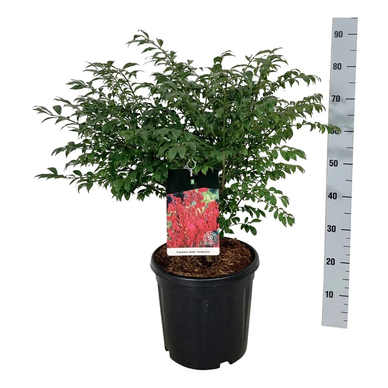 Euonymus alatus 'Compactus' C15 (15 liters kruka) 50-60 cm
