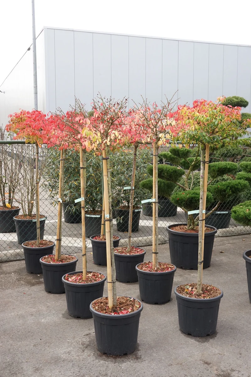 Euonymus alatus 'Compactus' stam 120 cm C30 (30 liters kruka)