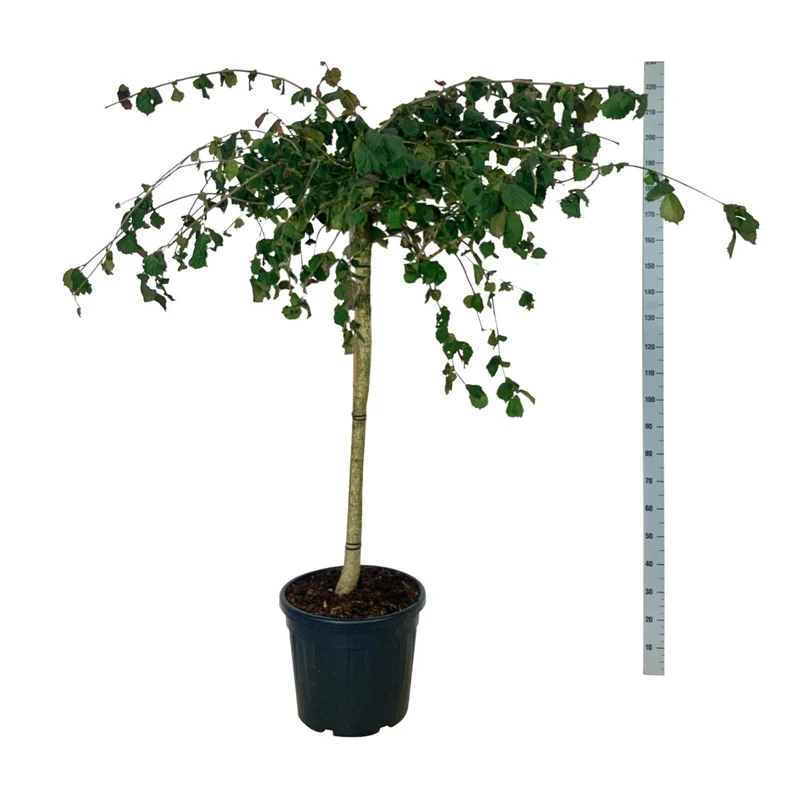 Corylus a. 'Purple Umbrella' 120 cm stam C55 (55 liters kruka) EXTRA