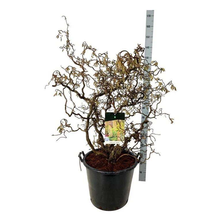 Corylus a. 'Contorta' C55 (55 liters kruka) 100-125 cm EXTRA