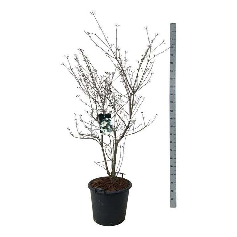 Cornus kousa 'Wieting's Select' C55 (55 liters kruka) 150-175 cm