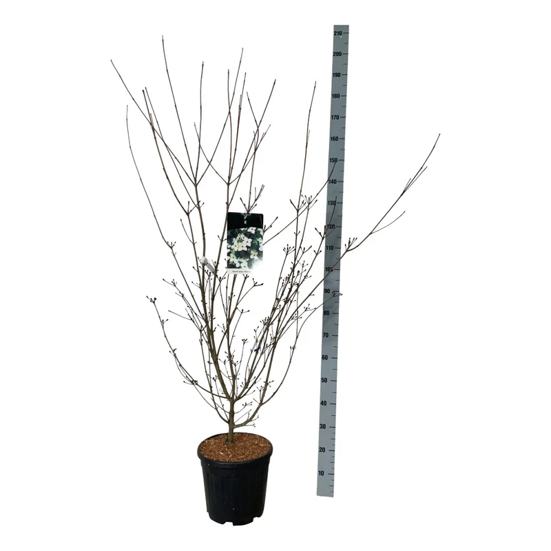 Cornus kousa 'Wieting's Select' C15 (15 liters kruka) 125-150 cm