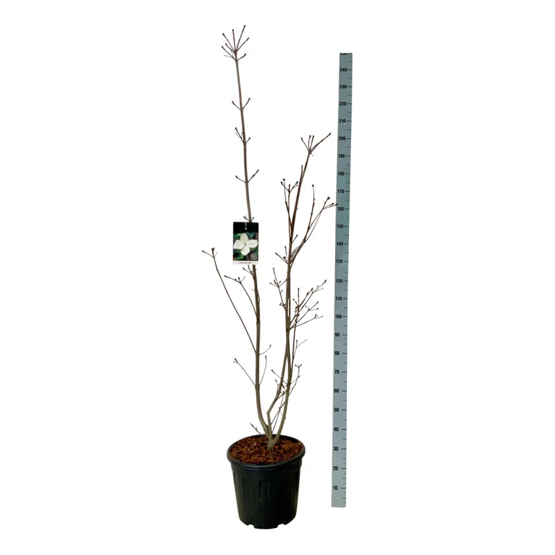 Cornus kousa 'Venus' C30 (30 liters kruka) 175-200 cm Extra