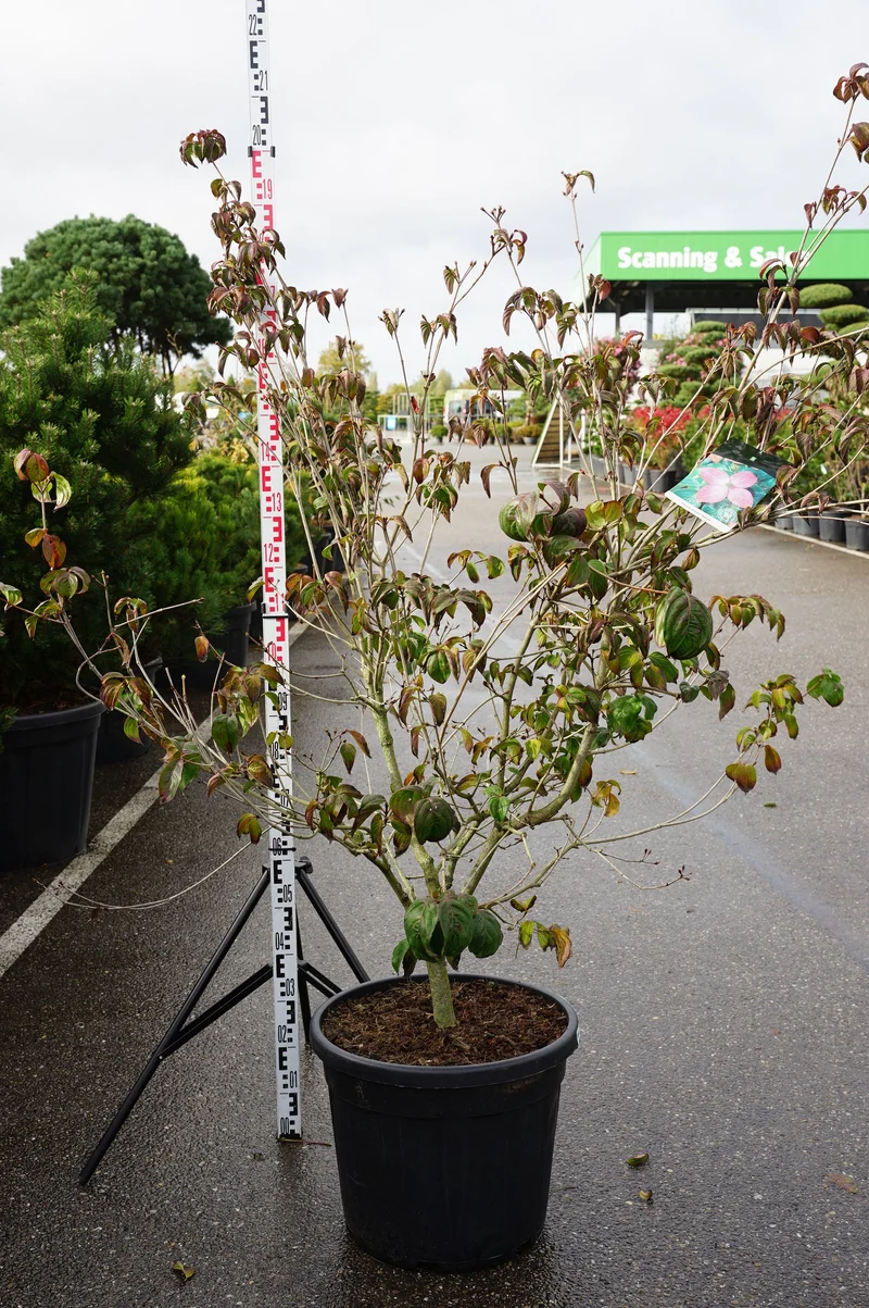 Cornus kousa 'Satomi' C55 (55 liters kruka) 125-150 cm Extra