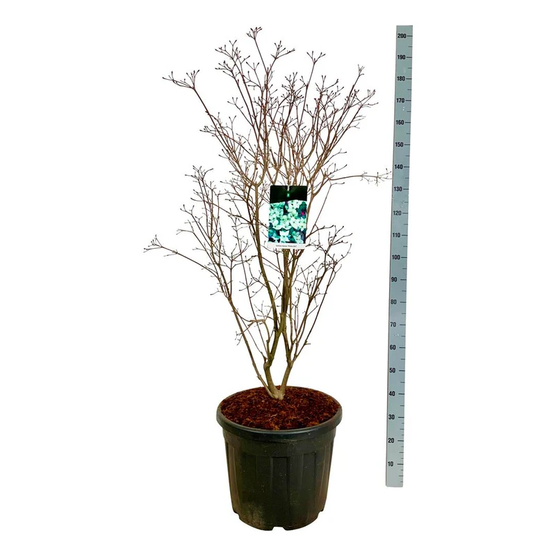 Cornus kousa 'China Girl' C55 (55 liters kruka) 100-125 cm Extra