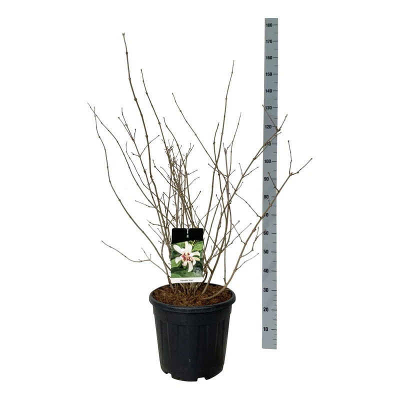 Calycanthus 'Venus' C30 (30 liters kruka) 60-80 cm Extra